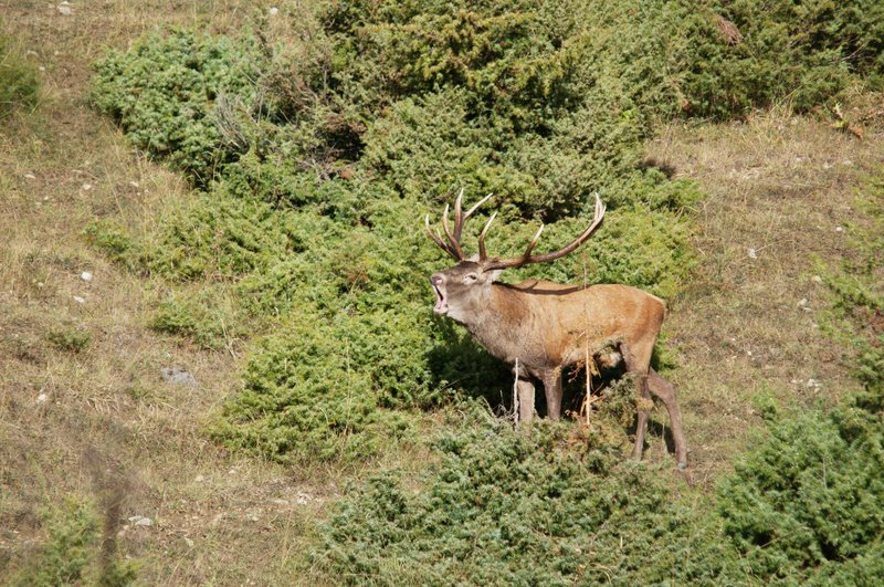 Un''arena molto contesa